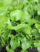 Asplenium scolopendrium - Minimotas