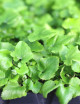 Cyrtomium fortunei - Mini-grupos