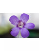 Pinguicula x 'Tina' - Mini-mottes