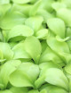 Pinguicula x 'Tina' - Mini-mottes