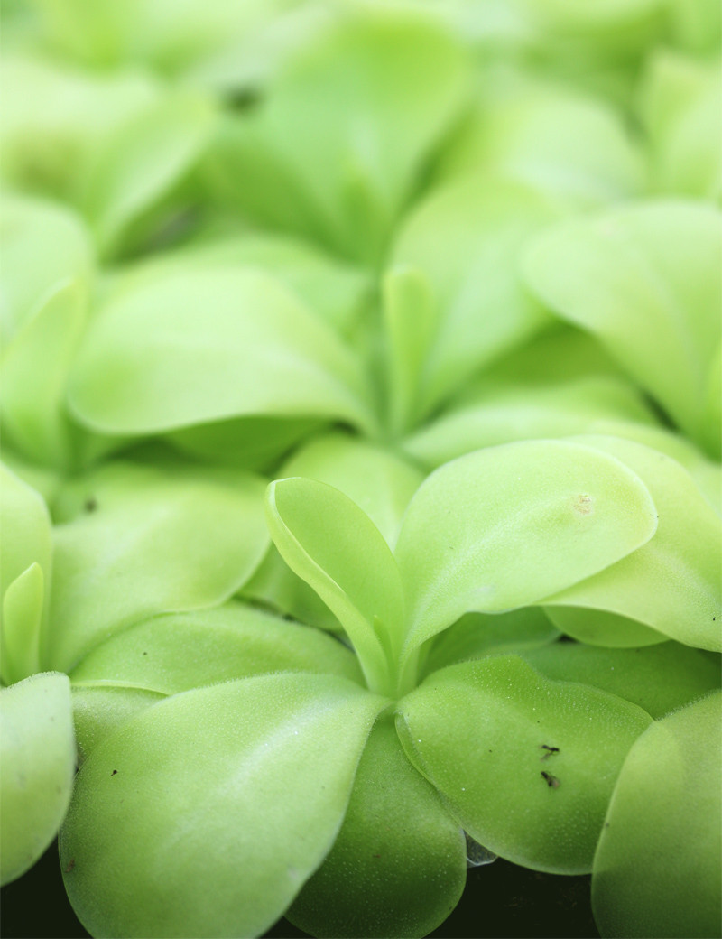 Pinguicula x 'Tina' - Mini-mottes