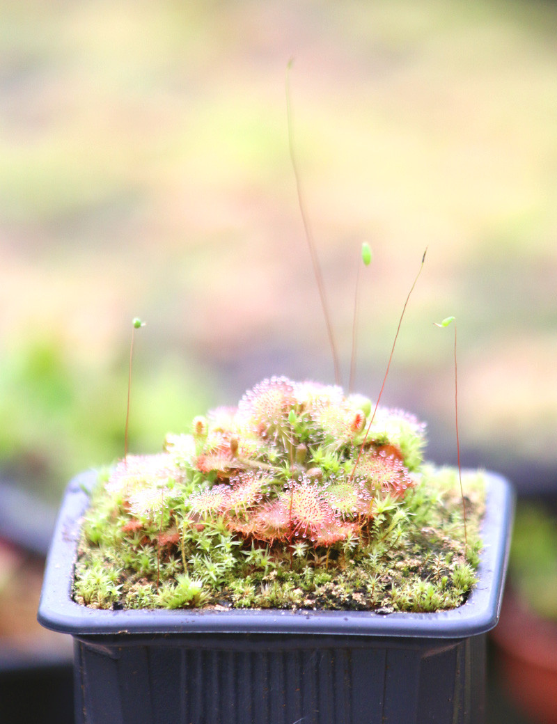 Drosera spatulata (Australia)