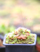Drosera spatulata (Australia)