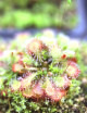 Drosera spatulata (Australia)