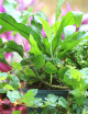 Pack Exotiques - 3 plantes