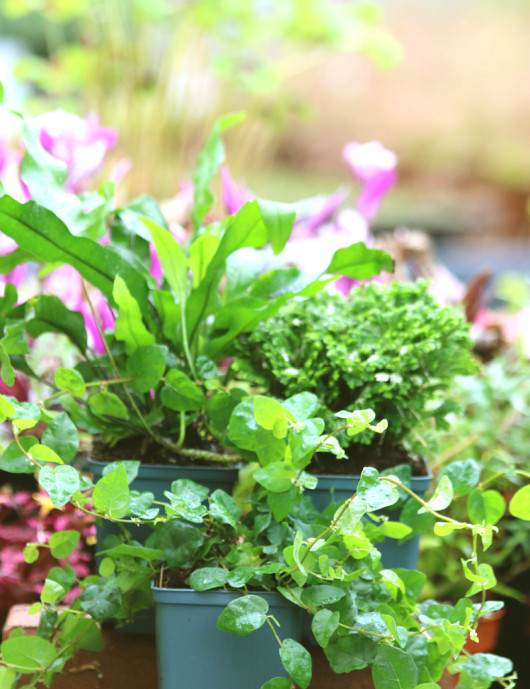 Pack Exotiques - 3 plantes