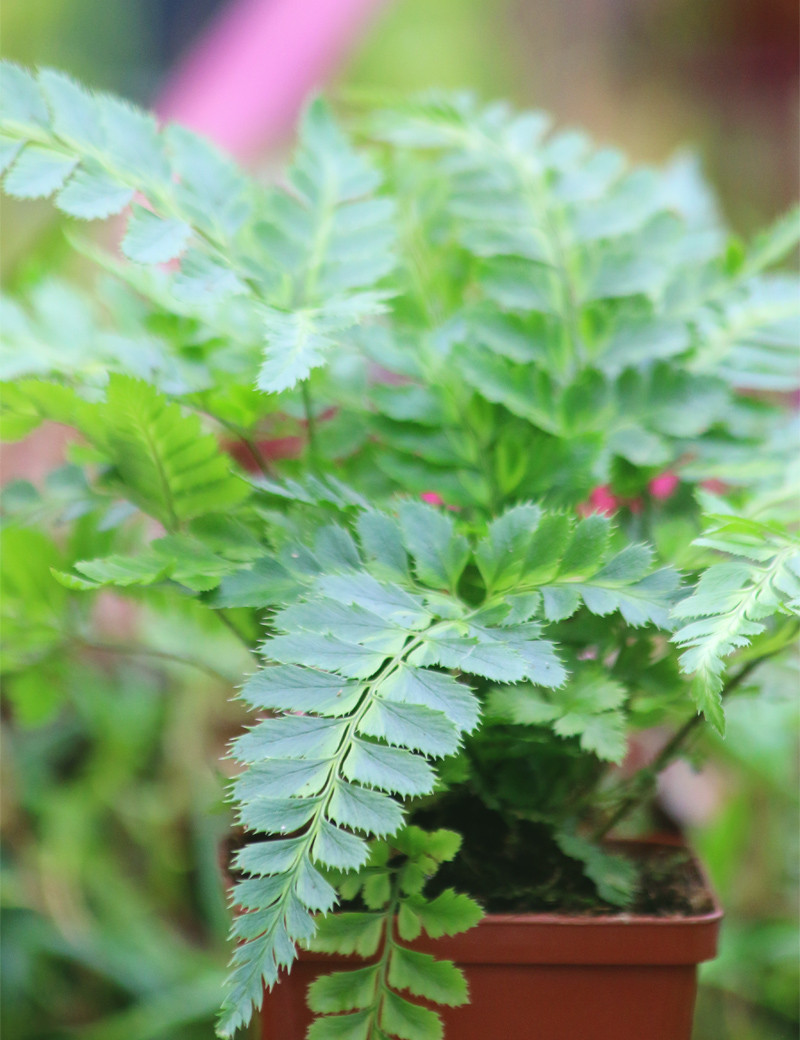 Rumohra adiantiformis variegata