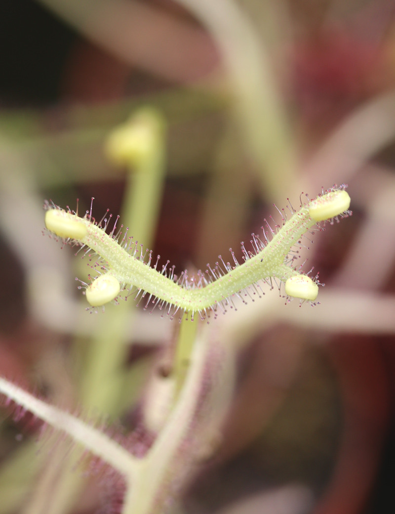 Drosera ghost