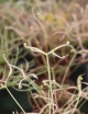 Drosera ghost