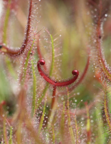 Drosera binata "tallos rojos"