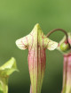 Sarracenia hybrida EVA