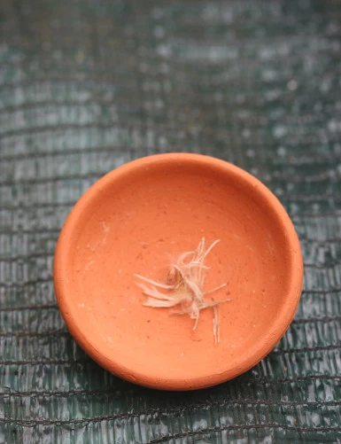 Graines de tillandsia...