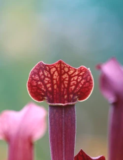 Plante carnivore Sarracenia Tess