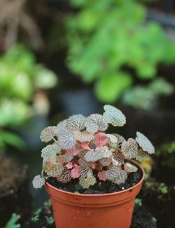 Saxifraga stolonifera...