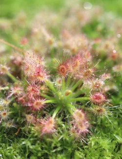 Drosera androsacea | Drosera pygmée plante carnivore
