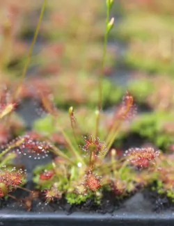Drosera intermedia | mini-mottes plante carnivore