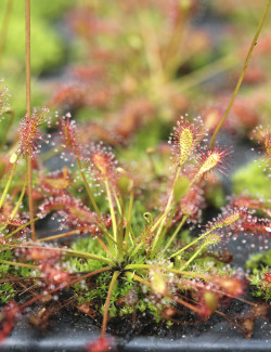 Drosera intermedia | mini-mottes