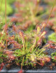 Drosera intermedia | mini-mottes
