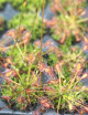Drosera intermedia | mini-mottes