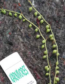 Senecio rowleyanus | À...