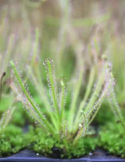 Drosera hybrida | Mini-mottes