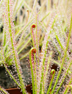 Drosera hybrida | Mini-mottes