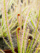 Drosera hybrida | Mini-mottes