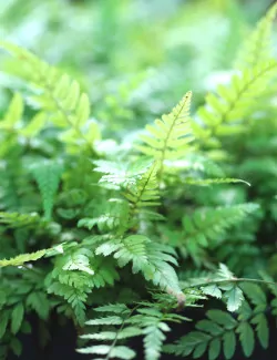 Athyrium spicatum |...