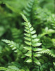 Athyrium spicatum