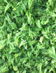 Athyrium spiked