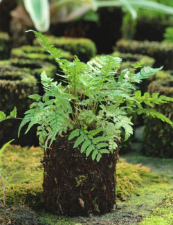 Athyrium spiked