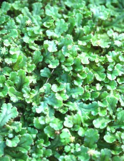 Hymenophyllum sp.