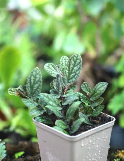 Pellionia pulchra
