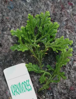 Selaginella jori | À repiquer