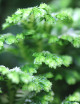 Selaginella jori | À repiquer