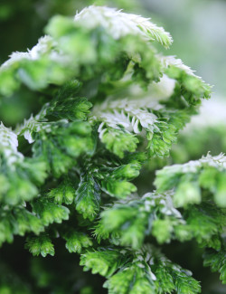 Selaginella jori | À repiquer