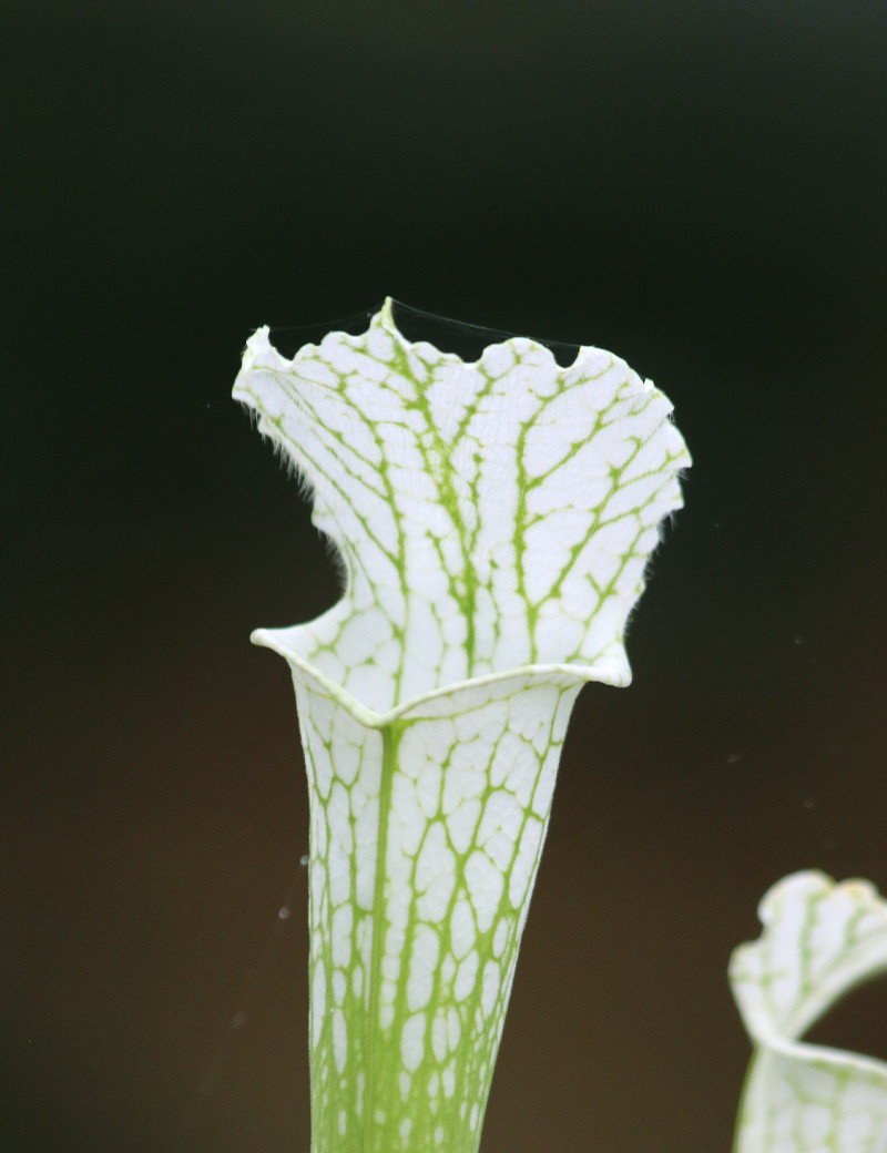Plante carnivore Sarracenia leucophylla "Very White Top"