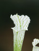 Plante carnivore Sarracenia leucophylla "Very White Top"