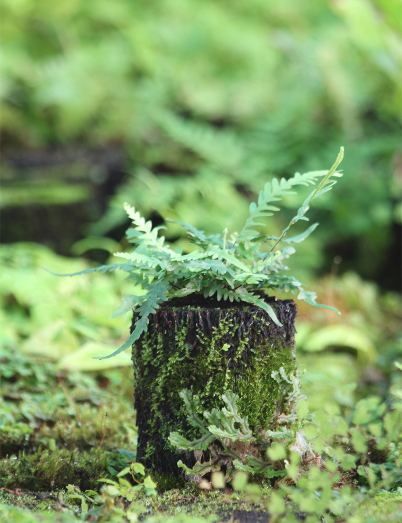 Asplenium ebenoides raciné en xaxim
