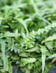 Asplenium ebenoides raciné en xaxim