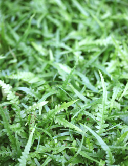 Asplenium ebenoides raciné en xaxim