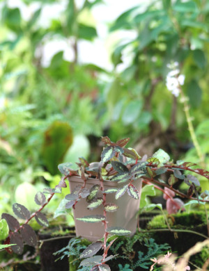 Pelliana repens