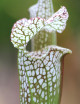 Sarracenia x "Ultimo Impero"