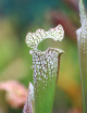 Sarracenia x "Ultimo Impero"