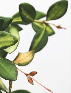 Hoya Burtoniae 'Variegata' | À repiquer