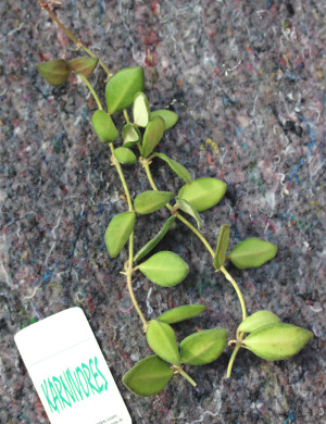 Hoya Burtoniae 'Variegata' | À repiquer