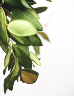 Hoya Burtoniae 'Variegata' | À repiquer