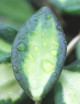 Hoya Burtoniae 'Variegata' | À repiquer