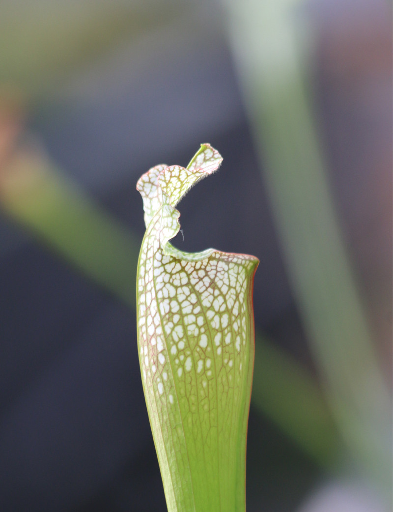 Sarracenia x "Ultimo Impero"