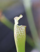 Sarracenia x "Ultimo Impero"